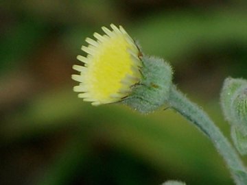 Fiori e pappi della Andryala integrifolia